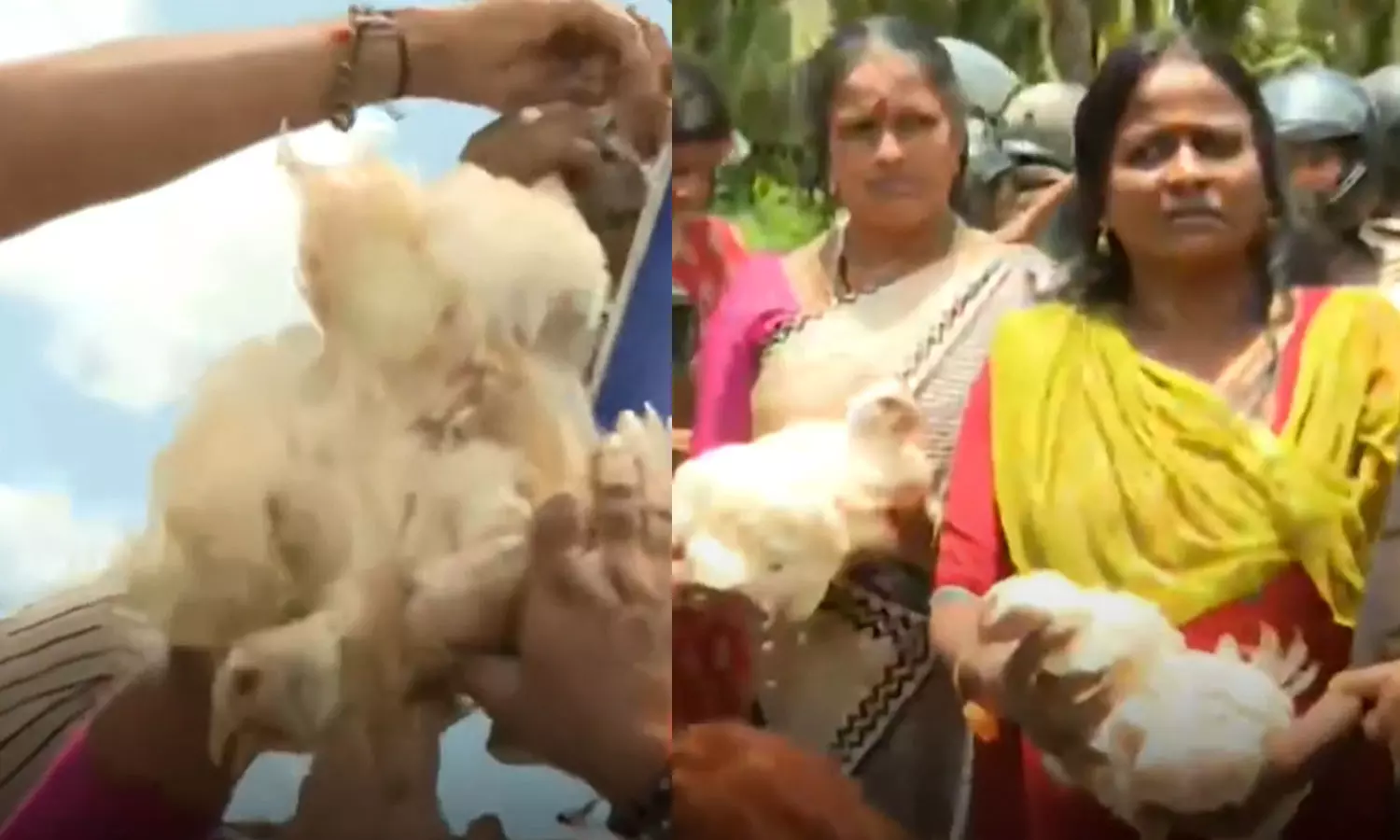 രാഹുലിനെതിരായ മഹിളാ മോർച്ചയുടെ കോഴി പ്രതിഷേധം; പൊലീസിനു നേരെ എറിഞ്ഞതോടെ കോഴികൾ ചത്തുവെന്ന് പരാതി