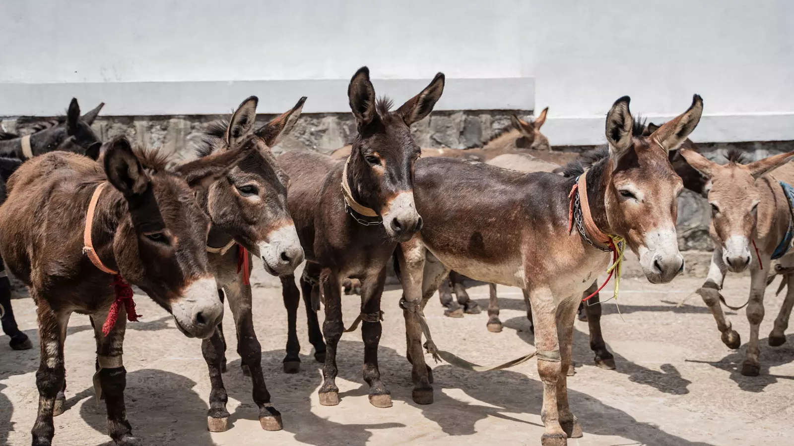 ഒറ്റവർഷം കൊന്നുതള്ളിയത് 60 ലക്ഷം കഴുതകളെ; ചൈനയുടെ പ്രശ്നമെന്ത്? ഒറ്റവർഷം കൊന്നുതള്ളിയത് 60 ലക്ഷം കഴുതകളെ; ചൈനയുടെ പ്രശ്നമെന്ത്?