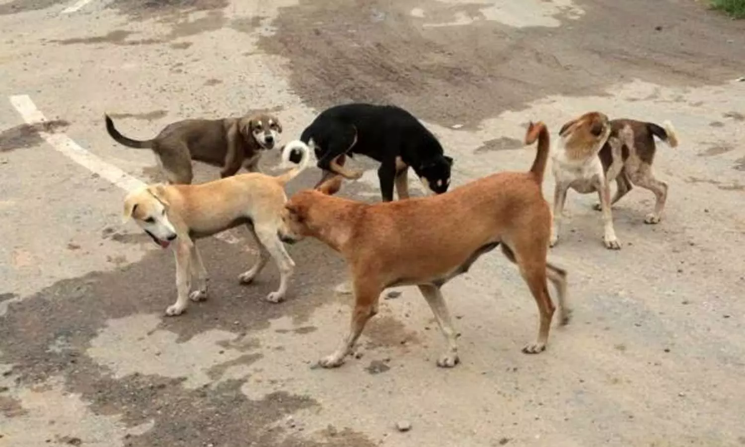 39 സെക്കന്റില്‍ എട്ട് അടി; യുപിയില്‍ തെരുവ് നായക്ക് ഭക്ഷണം കൊടുത്ത യുവതിക്ക് ക്രൂരമര്‍ദനം