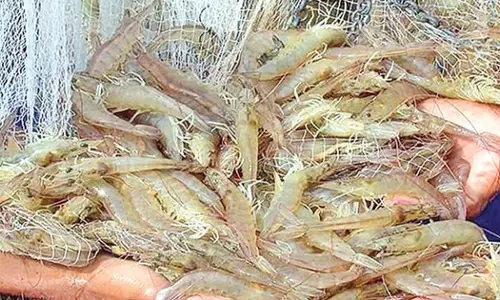 Shrimp fishing season in Oman begins September 1