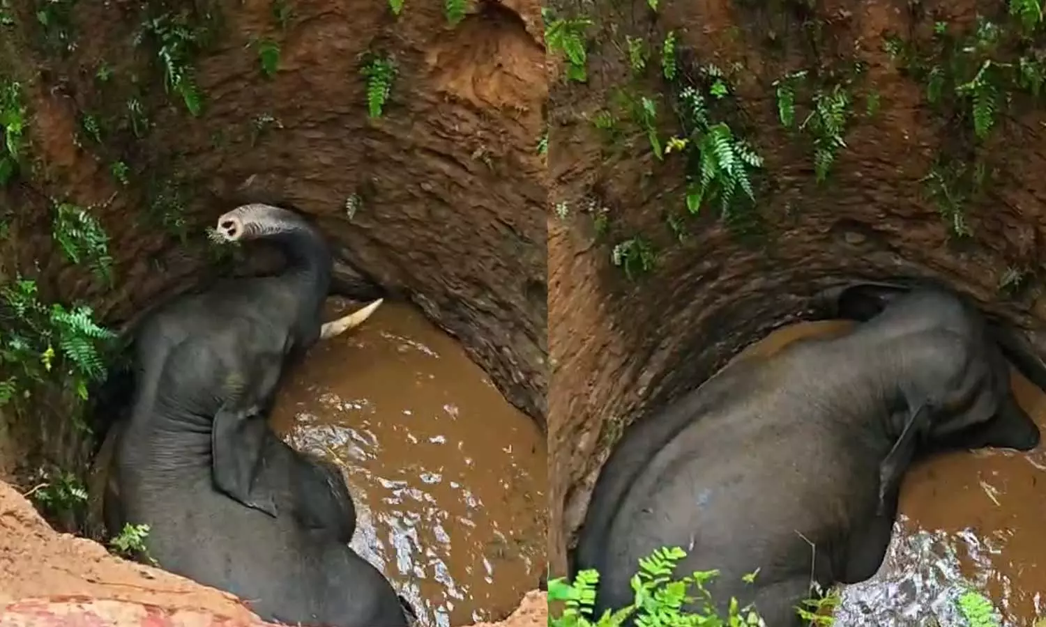 കോതമംഗലത്ത് കിണറ്റില്‍ വീണ ആനയെ കരയ്ക്കെത്തിച്ച് ഉൾക്കാട്ടിലേക്ക് തുരത്തും,വീട്ടുടമക്ക് ഒരു ലക്ഷം രൂപ  നഷ്ടപരിഹാരം നല്‍കും; മലയാറ്റൂർ ഡിഎഫ്ഒ