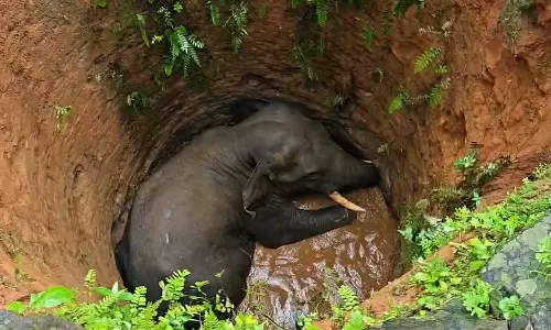 കോതമംഗലത്ത് കാട്ടാന കിണറ്റിൽ വീണു; വന്യജീവി ശല്യത്തിന് പരിഹാരമുണ്ടാക്കാതെ കയറ്റി വിടില്ലെന്ന് നാട്ടുകാർ