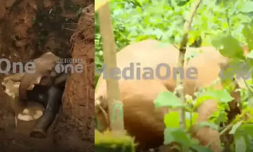 മണിക്കൂറുകൾ നീണ്ട പ്രയത്നം; കോതമം​ഗലത്ത് കിണറ്റിൽ വീണ കാട്ടാനയെ രക്ഷിച്ചു