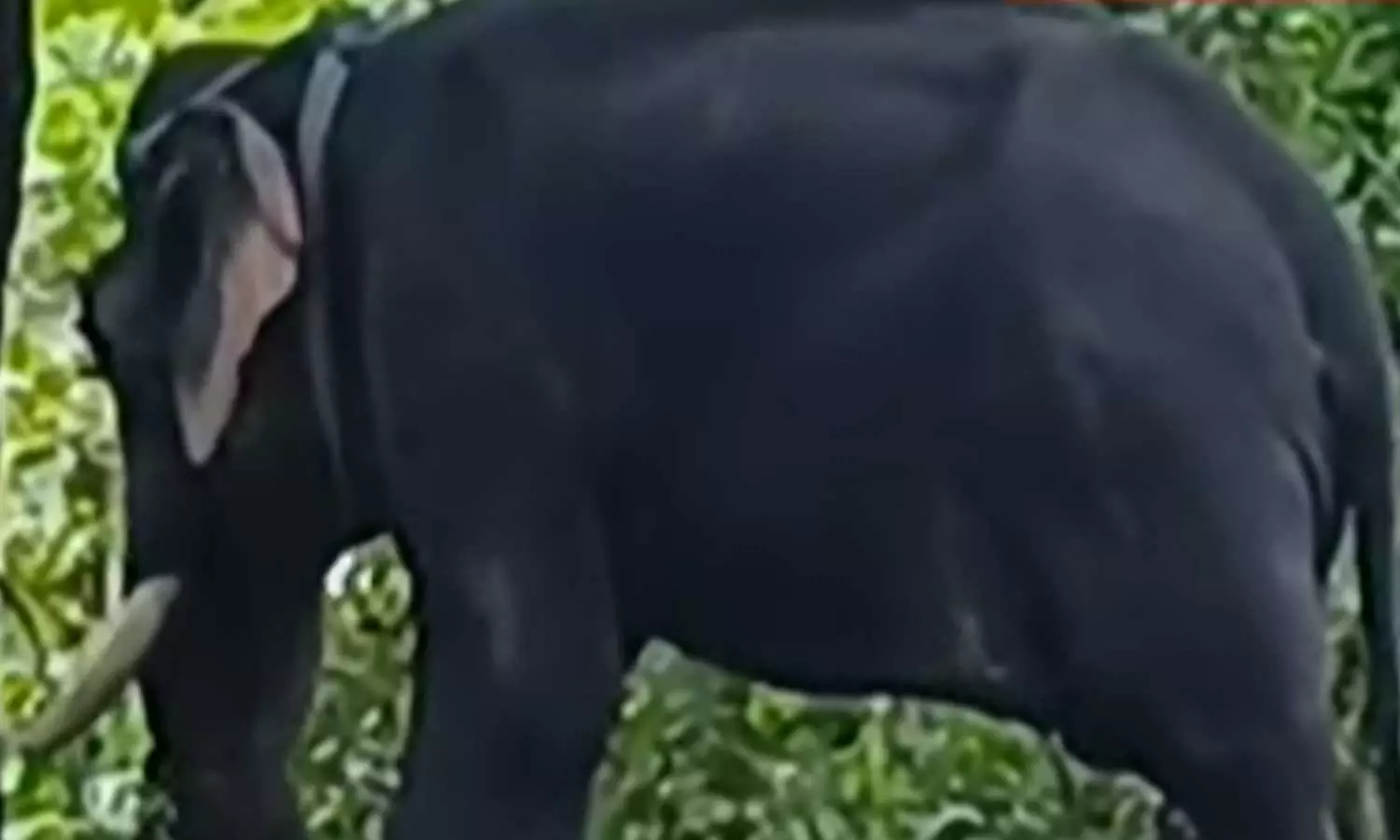 ആലപ്പുഴയില്‍ മദപ്പാടിലായിരുന്ന ആനയെ തളയ്ക്കുന്നതിനിടെ പാപ്പാന്‍ കുത്തേറ്റ് മരിച്ചു