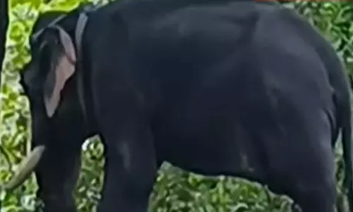 ആലപ്പുഴയില്‍ മദപ്പാടിലായിരുന്ന ആനയെ തളയ്ക്കുന്നതിനിടെ പാപ്പാന്‍ കുത്തേറ്റ് മരിച്ചു