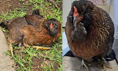 ഇത് പേൾ, വയസ് 14; ലോകത്ത് ജീവിച്ചിരിക്കുന്ന ഏറ്റവും പ്രായംകൂടിയ കോഴി