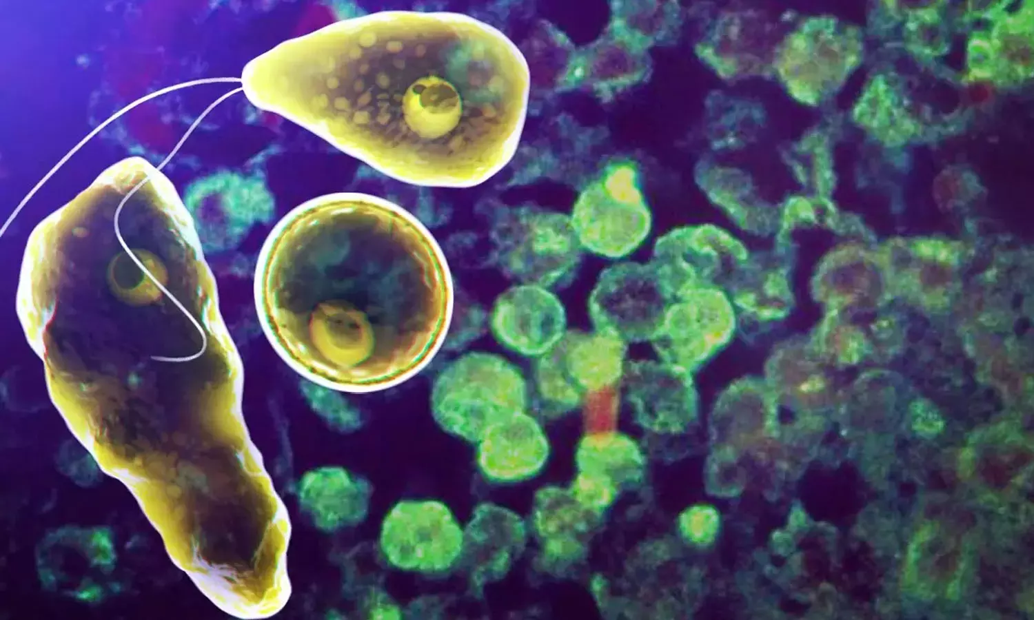 അമീബിക് മസ്തിഷ്ക ജ്വരം; സംസ്ഥാനത്ത് ഒരാൾ കൂടി മരിച്ചു അമീബിക് മസ്തിഷ്ക ജ്വരം; സംസ്ഥാനത്ത് ഒരാൾ കൂടി മരിച്ചു