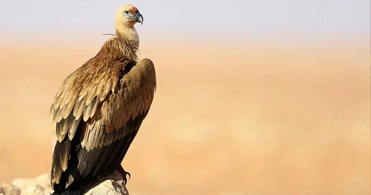 2.5 ലക്ഷം കിലോമീറ്റർ താണ്ടി സൗദിയിലെ യൂറേഷ്യൻ ഗ്രിഫൺ കഴുകന്മാർ