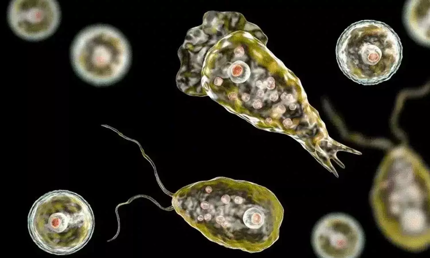 സംസ്ഥാനത്ത് വീണ്ടും അമീബിക്ക് മസ്തിഷ്ക ജ്വരം; ആക്കുളം ടൂറിസ്റ്റ് വില്ലേജിലെ സ്വിമ്മിങ് പൂള് പൂട്ടി സംസ്ഥാനത്ത് വീണ്ടും അമീബിക്ക് മസ്തിഷ്ക ജ്വരം; ആക്കുളം ടൂറിസ്റ്റ് വില്ലേജിലെ സ്വിമ്മിങ് പൂള് പൂട്ടി