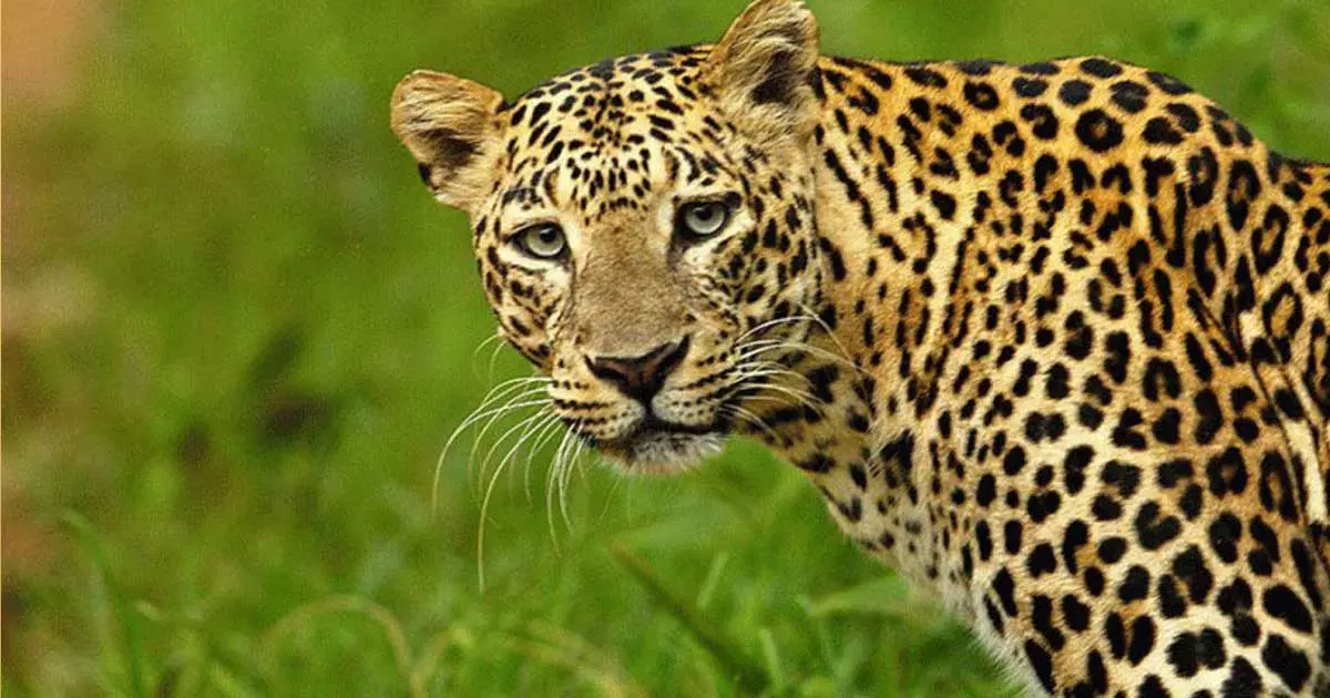 ​ഗൾഫ് മേഖലയിൽ പുലികൾക്കായി മൊബൈൽ വെറ്ററിനറി ക്ലിനിക്