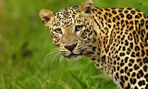 ​ഗൾഫ് മേഖലയിൽ പുലികൾക്കായി മൊബൈൽ വെറ്ററിനറി ക്ലിനിക്