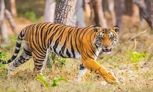 അക്രമകാരികളായ വന്യമൃഗങ്ങളെ വെടിവെച്ച് കൊല്ലാൻ അനുമതി നൽകുന്ന ബില്ലിനെതിരെ വിമർശനം  ‌