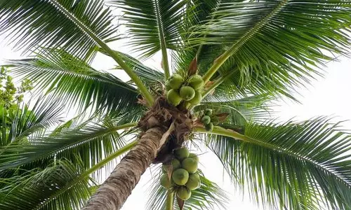 തെങ്ങ് വീണ് രണ്ട് തൊഴിലുറപ്പ് തൊഴിലാളികൾക്ക് ദാരുണാന്ത്യം