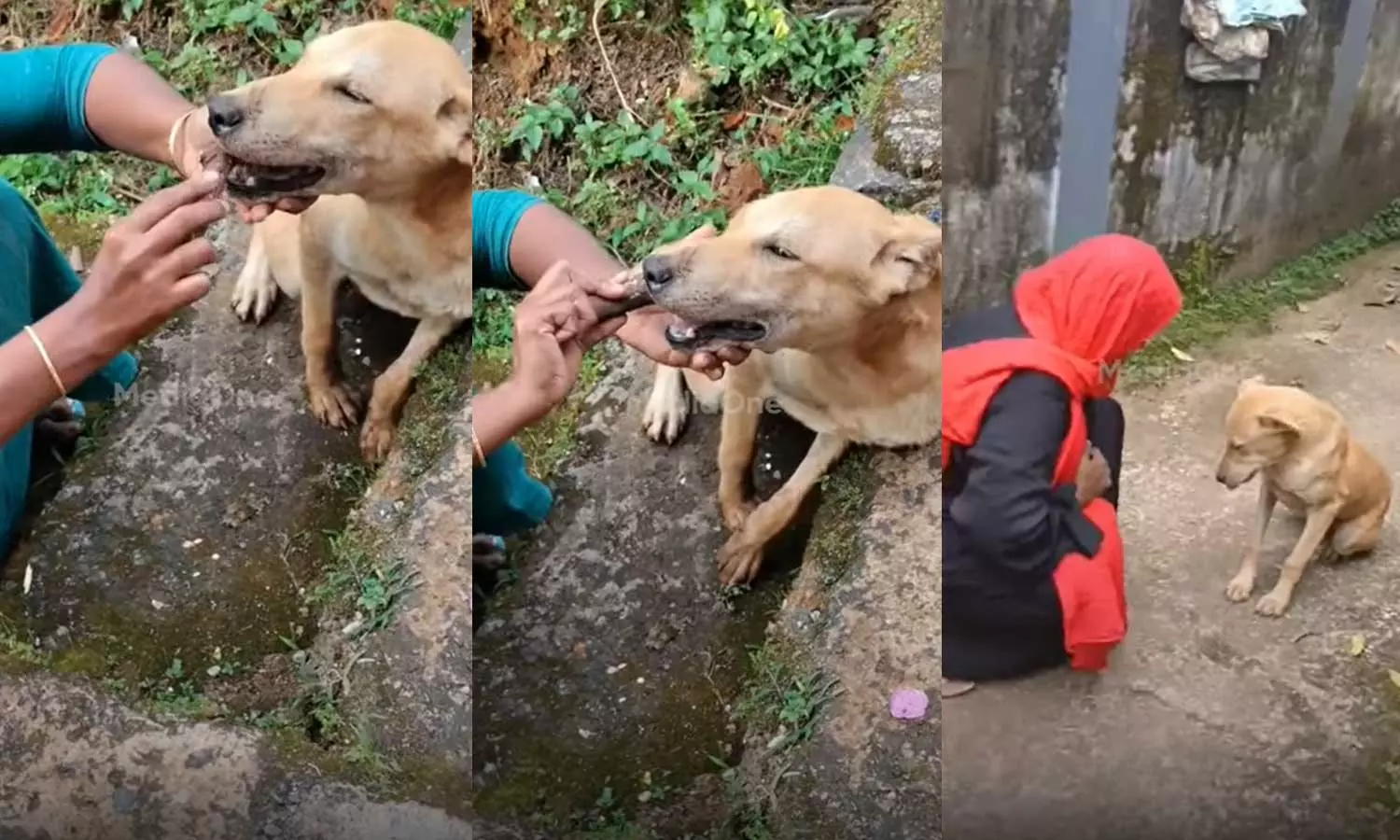 തൊണ്ടയിൽ എല്ലുകുടുങ്ങി മരണം മുന്നിൽ കണ്ട നായക്ക് രക്ഷകയായി; യുവതിയെ തേടി വീട്ടിലെത്തി തെരുവുനായ