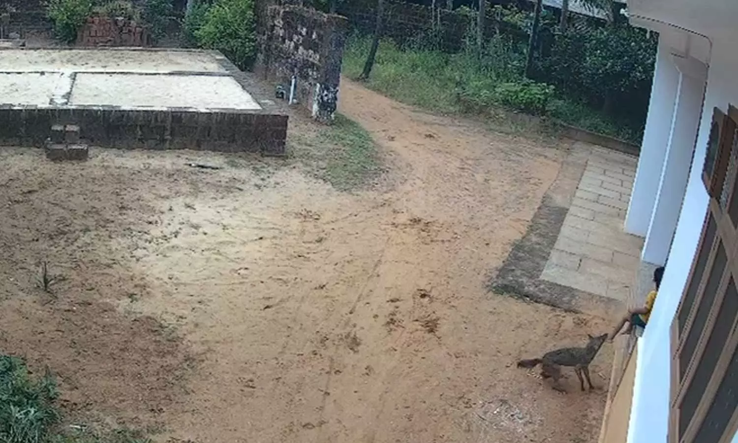 കണ്ണൂരിൽ കുറുനരി ആക്രമണം; ആറുപേർക്ക് പരിക്ക്