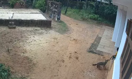 കണ്ണൂരിൽ കുറുനരി ആക്രമണം; ആറുപേർക്ക് പരിക്ക്