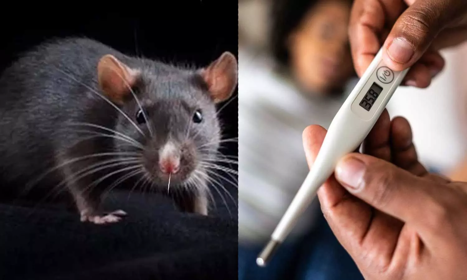 ജീവനെടുത്ത് എലിപ്പനി; സംസ്ഥാനത്ത് ഈ മാസം മരിച്ചത് 27 പേർ ജീവനെടുത്ത് എലിപ്പനി; സംസ്ഥാനത്ത് ഈ മാസം മരിച്ചത് 27 പേർ