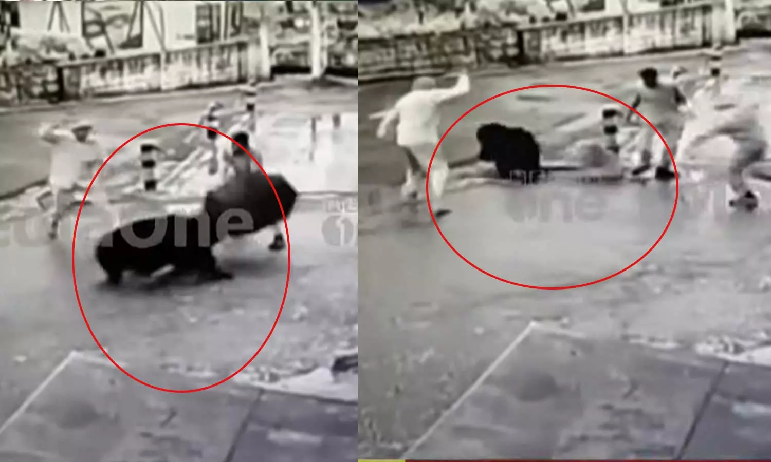 പാഞ്ഞെത്തി കരടി, കുടകൊണ്ട് പ്രതിരോധിച്ച് തൊഴിലാളികള്‍; ഞെട്ടിപ്പിക്കുന്ന സിസിടിവി ദൃശ്യങ്ങള്‍