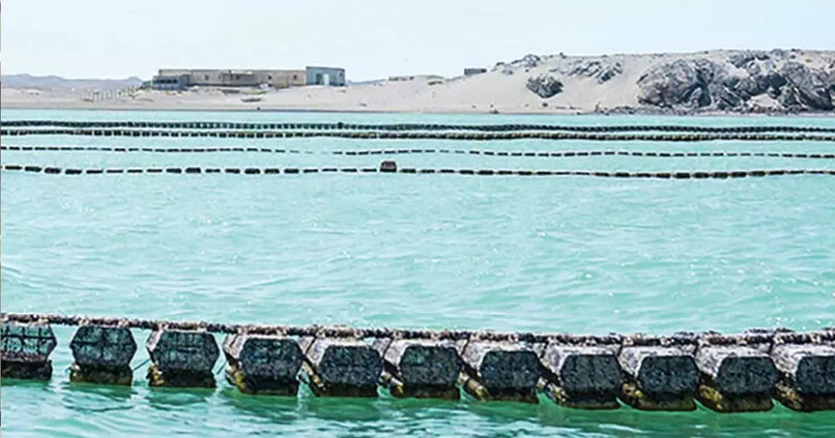 ഒമാനിൽ ആദ്യത്തെ ഓയ്സ്റ്റർ ഫാമിന് തുടക്കം കുറിച്ചു ഒമാനിൽ ആദ്യത്തെ ഓയ്സ്റ്റർ ഫാമിന് തുടക്കം കുറിച്ചു