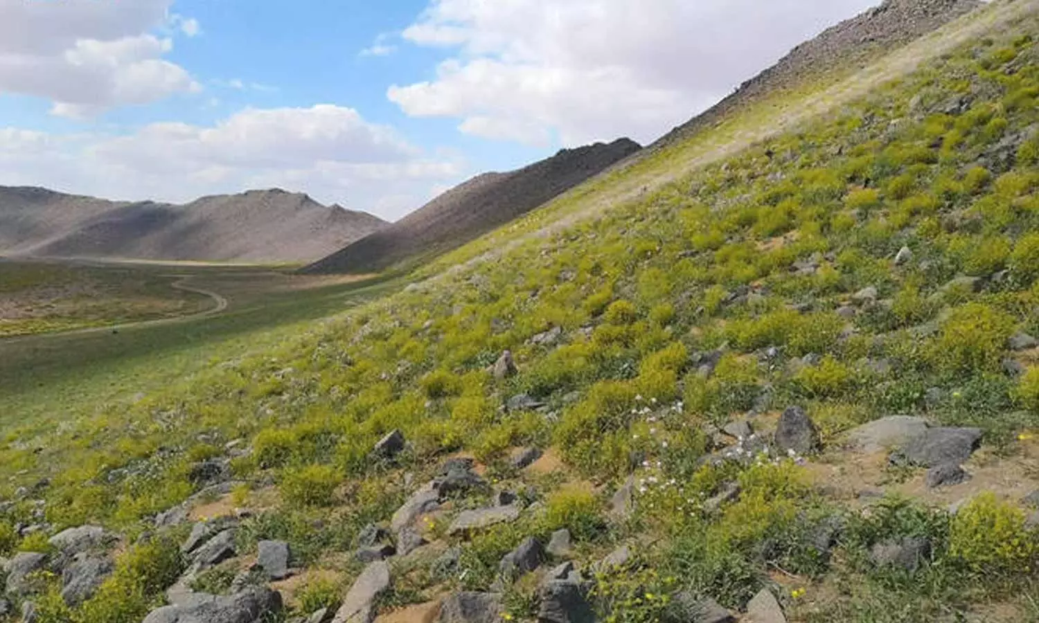 Saudi Arabia is greener; 7.5 lakh hectares of barren land is being given new life