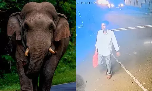 Estate worker killed in Wild elephant attack in Nilgiris