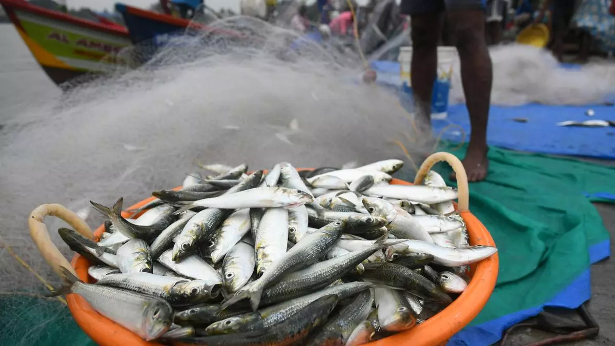കേരളത്തിൽ മത്തി കുറയാൻ കാരണമെന്ത്? വില്ലനായത്...? കേരളത്തിൽ മത്തി കുറയാൻ കാരണമെന്ത്? വില്ലനായത്...?