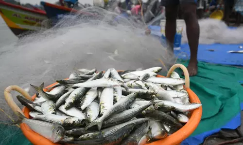 കേരളത്തിൽ മത്തി കുറയാൻ കാരണമെന്ത്?  വില്ലനായത്...?