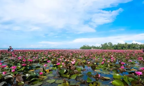 water lily festival continues in kottayam malarikkal