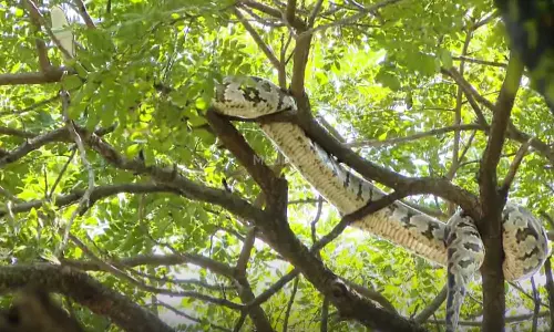 കൊച്ചിനഗരം കാണാൻ അപ്രതീക്ഷിതമായി എത്തിയ അതിഥി; ഭീതി പടർത്തി കൂറ്റൻ പെരുമ്പാമ്പ്