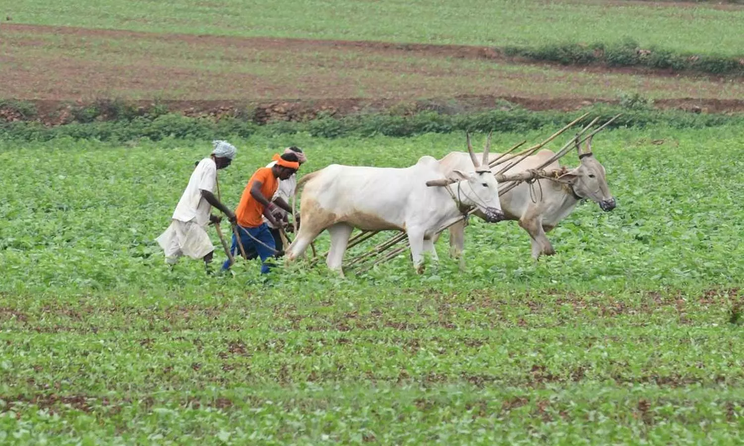 ഇന്ത്യയിൽ ഓരോ മണിക്കൂറിലും ഒരു കർഷകൻ ആത്മഹത്യ ചെയ്യുന്നു; എൻസിആർബി റിപ്പോർട്ട് ഇന്ത്യയിൽ ഓരോ മണിക്കൂറിലും ഒരു കർഷകൻ ആത്മഹത്യ ചെയ്യുന്നു; എൻസിആർബി റിപ്പോർട്ട്