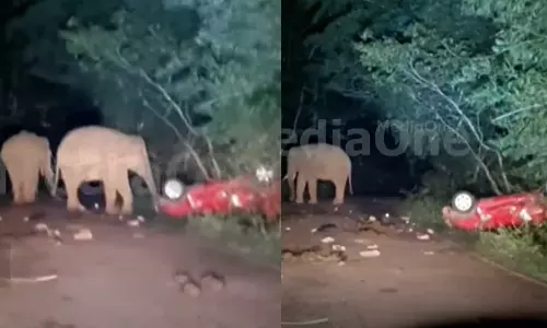 അതിരപ്പിള്ളിയിൽ റോഡരികില്‍ നിര്‍ത്തിയിട്ട കാര്‍ തകര്‍ത്ത് കാട്ടാനക്കൂട്ടം