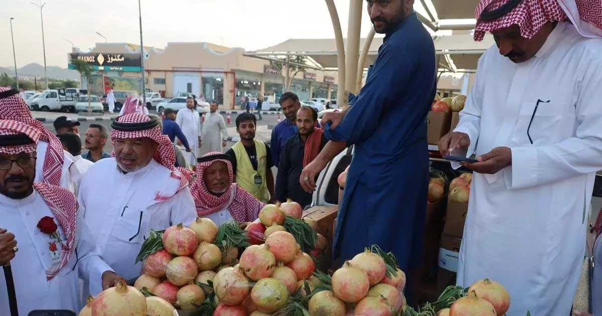 ത്വായിഫിൽ മുന്തിരി-ഉറുമാൻ ഉത്സവം ത്വായിഫിൽ മുന്തിരി-ഉറുമാൻ ഉത്സവം