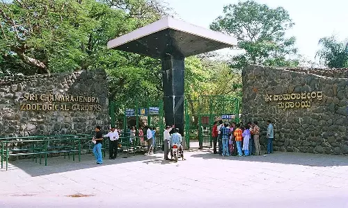 ദസറ ദിനങ്ങളിൽ മൈസൂരു മൃഗശാല സന്ദർശിച്ചത് 1.56 ലക്ഷം പേർ; വരുമാനം 1.91 കോടി