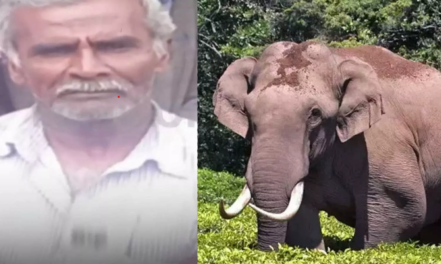 ചിന്നക്കനാലിൽ ചക്കക്കൊമ്പൻ ആളെക്കൊന്നു; വനംവകുപ്പിനെതിരെ ജനരോഷം