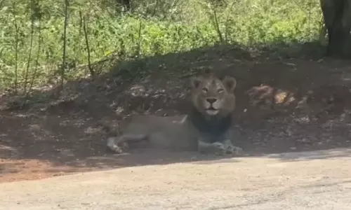 നടന്‍ ശിവകാര്‍ത്തികേയന്‍ ദത്തെടുത്ത സിംഹത്തെ കാണാതായി; ചെന്നൈ നഗരത്തില്‍ വ്യാപക തിരച്ചില്‍