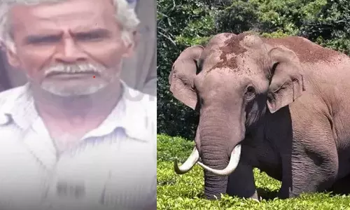 ചിന്നക്കനാലിൽ ചക്കക്കൊമ്പൻ ആളെക്കൊന്നു; വനംവകുപ്പിനെതിരെ ജനരോഷം