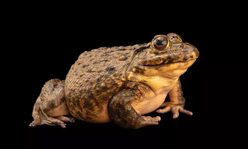 നടുവേദന മാറാൻ ജീവനുള്ള എട്ട് തവളകളെ വിഴുങ്ങി; 82കാരിക്ക് സംഭവിച്ചത്!