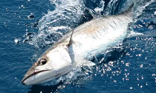 You can now catch a kingfish in Bahrain; two-month ban lifted You can now catch a kingfish in Bahrain; two-month ban lifted