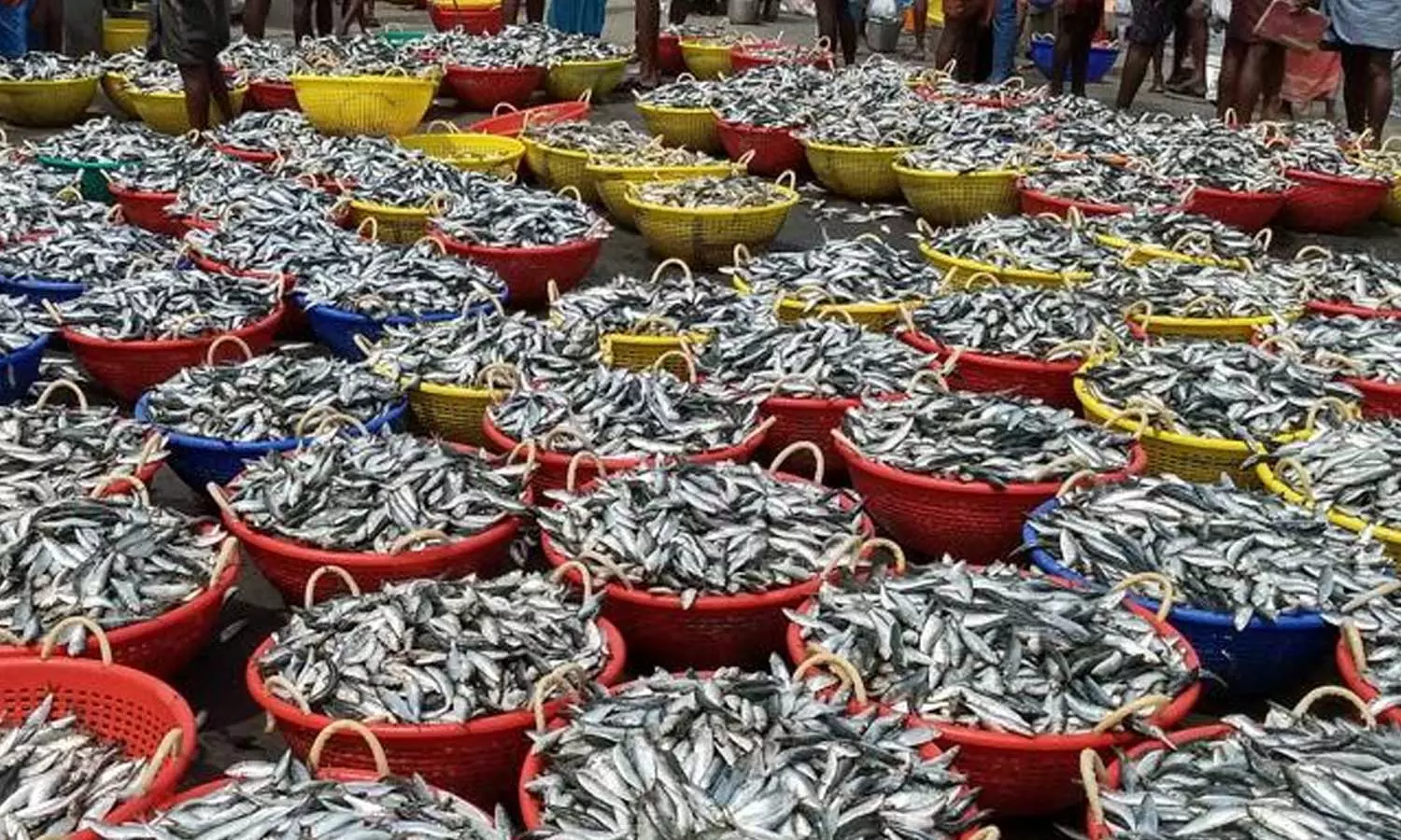 കുഞ്ഞന് മത്തി പിടിക്കരുത്; മത്സ്യത്തൊഴിലാളികള്ക്ക് കര്ശന നിര്ദേശവുമായി സിഎംഎഫ്ആർഐ കുഞ്ഞന് മത്തി പിടിക്കരുത്; മത്സ്യത്തൊഴിലാളികള്ക്ക് കര്ശന നിര്ദേശവുമായി സിഎംഎഫ്ആർഐ