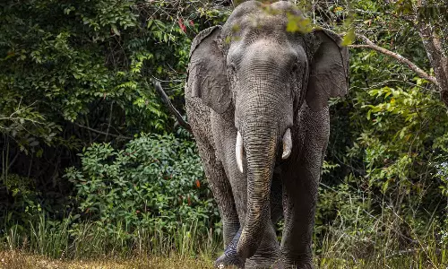 തമിഴ്നാട് വാൽപ്പാറയിൽ കാട്ടാന ആക്രമണം; മുത്തശ്ശിയും കൊച്ചുമകളും കൊല്ലപ്പെട്ടു തമിഴ്നാട് വാൽപ്പാറയിൽ കാട്ടാന ആക്രമണം; മുത്തശ്ശിയും കൊച്ചുമകളും കൊല്ലപ്പെട്ടു