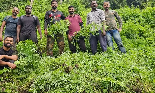 അഗളിയിൽ വന്‍ കഞ്ചാവ് വേട്ട; 60 സെന്‍റിലെ 10,000ലധികം കഞ്ചാവ് ചെടികള്‍ നശിപ്പിച്ച് പൊലീസ്