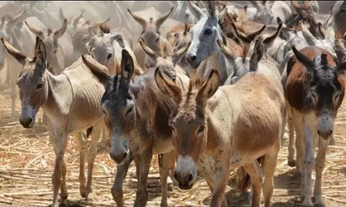 പാകിസ്താനിൽ നിന്ന് 200,000  കഴുതകളെ വാങ്ങി ചൈന; ചൈനീസുകാര്‍ക്ക് എന്തിനാണ് ഇത്രയധികം കഴുതകൾ?