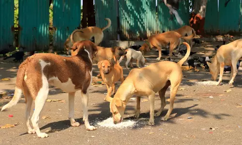 സംസ്ഥാനത്ത് തെരുവ് നായകളിലെ പേവിഷബാധ  വലിയ തോതിൽ വർധിക്കുന്നെന്ന് കണ്ടെത്തൽ