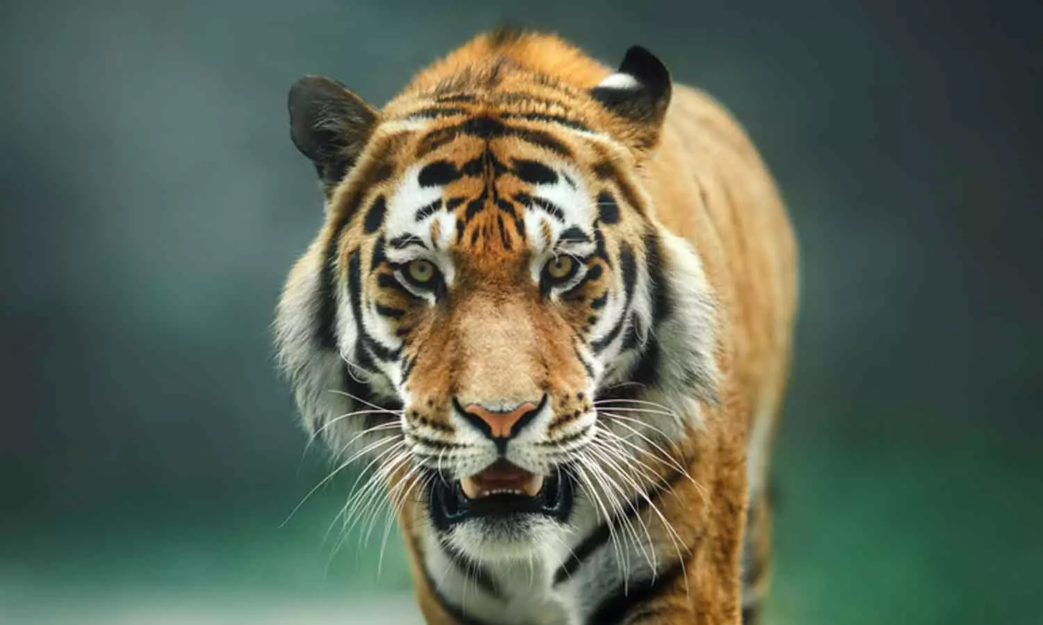 പുലി ഭീതി; അട്ടപ്പാടിയിൽ സ്‌കൂളിന് അവധി