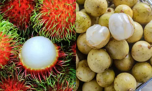 Better taste, more pulp, more productivity here is the substitute for rambutan