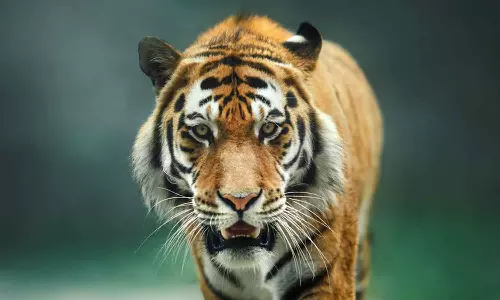 പുലി ഭീതി; അട്ടപ്പാടിയിൽ സ്‌കൂളിന് അവധി