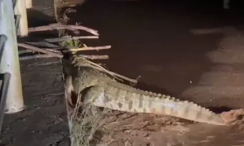 നേത്രാവതി നദിയിൽ മുതലയുടെ സാന്നിധ്യം