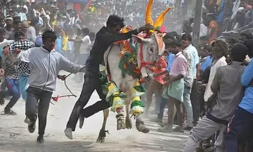 കർണാടകയിൽ അനുമതിയില്ലാതെ ജെല്ലിക്കെട്ട്; മൂന്നുപേർക്ക് ദാരുണാന്ത്യം