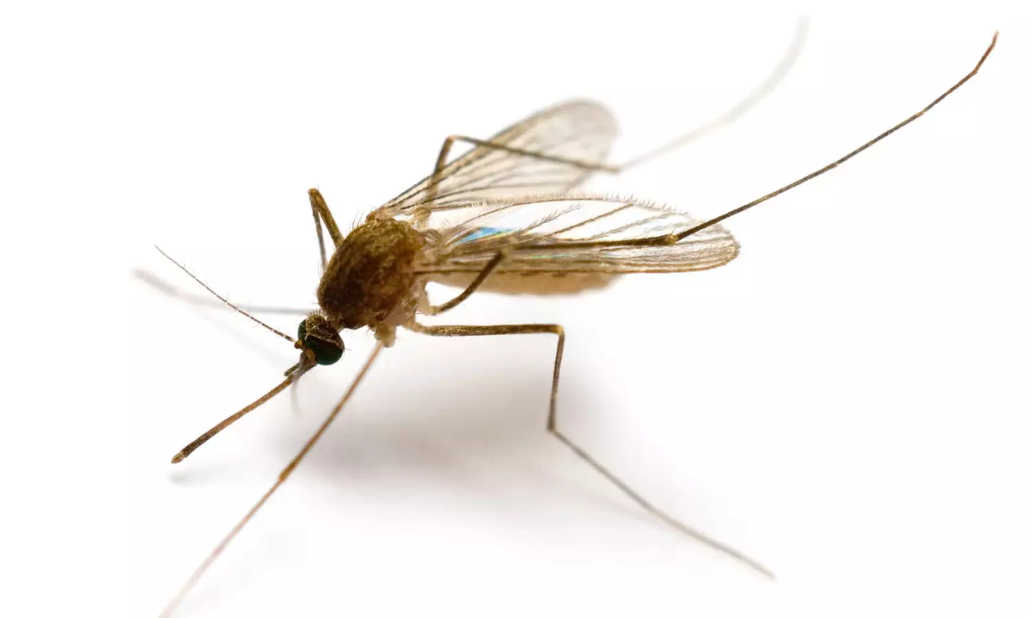 കൊതുകുകളില്ലാത്ത ഒരേയൊരു രാജ്യം; ഒടുവിൽ അവിടെയും കണ്ടെത്തി കൊതുകുകളില്ലാത്ത ഒരേയൊരു രാജ്യം; ഒടുവിൽ അവിടെയും കണ്ടെത്തി