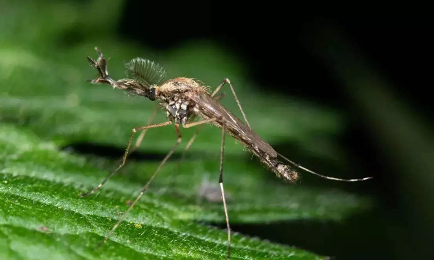 Iceland Meets Its First Mosquitoes Ever